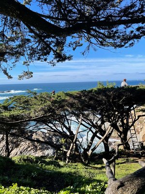 🏡 🏢 Tree Maintenance Services (Residential & Commercial) - Our comprehensive tree maintenance services are designed to address the unique needs of residential and commercial properties in Monterey and beyond. From routine pruning to prevent disease and promote healthy growth to emergency tree care services designed to address sudden damage, our team of experienced arborists is equipped to handle all aspects of tree care. By choosing to maintain your trees, you’re not just preserving their beauty but also enhancing the safety and ecological balance of your surroundings.

Investing in regular tree maintenance is a commitment to the long-term health and stability of your property’s natural assets. It ensures that your trees will continue to thrive, adding character and tranquillity to your landscape. Let us help you make your trees a source of pride and joy for many years to come, contributing to a greener, more beautiful community in Monterey County and beyond.