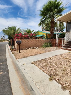 palm tree removal - palm tree removal
