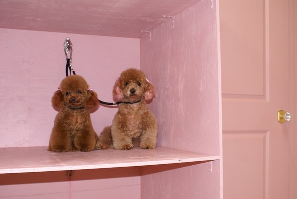This weeks lineup of cuteness. 🐶💕 - Here are some photos of the pups we groomed this week at Luscious Paws!
Our entire team works together to deliver the highest level of care — gentle handling, thoughtful attention, and real precision in every cut. We have an open floor plan so you can always see your pup being groomed, creating a safe, transparent, and calming environment.
We’re proud to have some of the most talented groomers in all of Orange County — including the queen of teddy-bear cuts, Asian fusion styling, and the only CMFG-certified groomer in all of OC. Whether your baby is small and fluffy, a big gentle giant, or even a cat, we bring the same patience, love, and artistry to every groom. This weeks lineup of cuteness. 🐶💕 - Here are some photos of the pups we groomed this week at Luscious Paws!
Our entire team works together to deliver the highest level of care — gentle handling, thoughtful attention, and real precision in every cut. We have an open floor plan so you can always see your pup being groomed, creating a safe, transparent, and calming environment.
We’re proud to have some of the most talented groomers in all of Orange County — including the queen of teddy-bear cuts, Asian fusion styling, and the only CMFG-certified groomer in all of OC. Whether your baby is small and fluffy, a big gentle giant, or even a cat, we bring the same patience, love, and artistry to every groom.