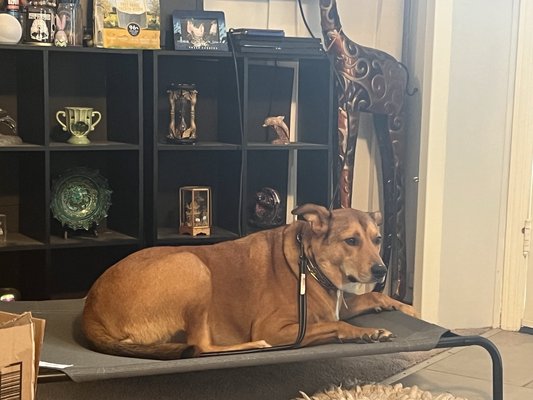 Copper 2022 - Copper came for a short board and train to help with some resource guarding and other various naughty behaviors in the home.