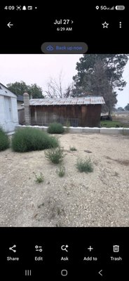 Snake River Canyon Apartments - We removed significant overgrowth from the Snake River Apartments Complex in Homedale Idaho Snake River Canyon Apartments - We removed significant overgrowth from the Snake River Apartments Complex in Homedale Idaho