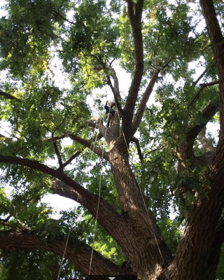 Tree Preservation - Quite simply, in all but the best drained soils, trees and lawns are poor combinations. Water displaces soil gases, including oxygen, and oxygen-deprived roots lead to vulnerable trees and premature decline. This availability of gaseous oxygen to tree roots is a fundamental physiological need, and tree deprived of it due to over-irrigation and/or poor drainage suffers over time. This is fact.American Arbor has always addressed this problem on properties we serve, but reduction of lawn area and irrigation volume has often been met with resistance by property owners and lawn maintenance firms. People love their lawns.
Nature provides for soil enhancing organic layers under the trees and other plants. Such layers have many benefits: improved soil structure and fertility, better gas exchange, increased beneficial microbial activity and soil temperature moderation, just to name a few. Tree Preservation - Quite simply, in all but the best drained soils, trees and lawns are poor combinations. Water displaces soil gases, including oxygen, and oxygen-deprived roots lead to vulnerable trees and premature decline. This availability of gaseous oxygen to tree roots is a fundamental physiological need, and tree deprived of it due to over-irrigation and/or poor drainage suffers over time. This is fact.American Arbor has always addressed this problem on properties we serve, but reduction of lawn area and irrigation volume has often been met with resistance by property owners and lawn maintenance firms. People love their lawns.
Nature provides for soil enhancing organic layers under the trees and other plants. Such layers have many benefits: improved soil structure and fertility, better gas exchange, increased beneficial microbial activity and soil temperature moderation, just to name a few.