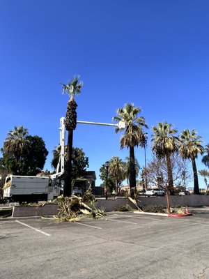 Bucket Palm Trimming - Palm Trimming