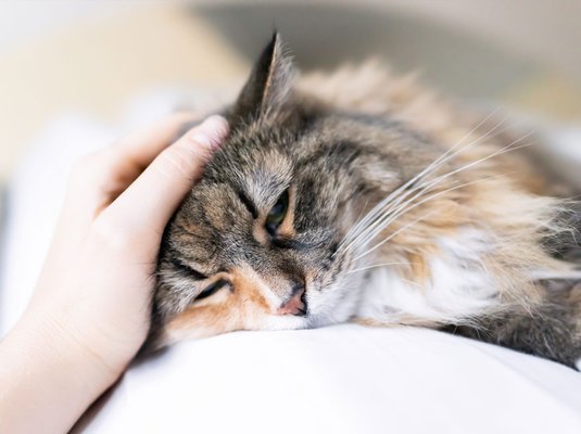 Peaceful Goodbyes at home - Give your beloved pet a gentle goodbye surrounded by love. Peaceful Goodbyes at home - Give your beloved pet a gentle goodbye surrounded by love.