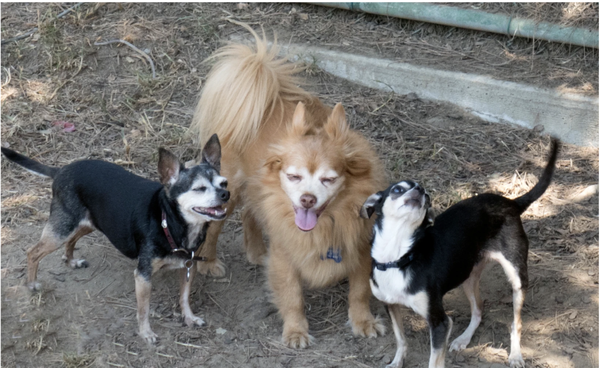 Overnight Pet Sitting - Let us care for your dog while you are away! With over 17 years of experience, I will keep your dog safe and happy! Overnight is $75! Call me for any concerns or questions! Overnight Pet Sitting - Let us care for your dog while you are away! With over 17 years of experience, I will keep your dog safe and happy! Overnight is $75! Call me for any concerns or questions!