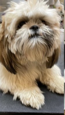 Shitzu groom - Owner wanted his matted dog to look more like a teddy bear.  The dog was very matted and also wiggly.  After lots of patience and a steady hand he came out looking so good !!