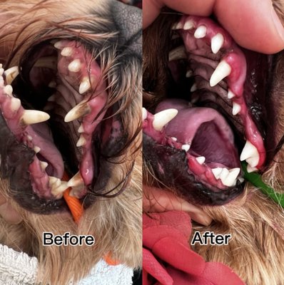 Deep Teeth Cleaning - We provide effective deep teeth cleaning without anesthesia. Our process removes tartar and buildup, helping prevent gum disease and keeping your dog’s breath fresh. Deep Teeth Cleaning - We provide effective deep teeth cleaning without anesthesia. Our process removes tartar and buildup, helping prevent gum disease and keeping your dog’s breath fresh.