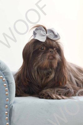 Photos - Dtails is a full-service grooming salon, boutique and event center. We cater to every breed of cat and dog, keeping up on the latest safety measures. Photos - Dtails is a full-service grooming salon, boutique and event center. We cater to every breed of cat and dog, keeping up on the latest safety measures.
