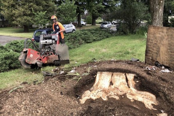 Tree Stump - At Samsara Tree Care, we offer expert stump grinding services to help you reclaim your yard and maintain its aesthetic appeal. Our team of certified arborists uses state-of-the-art equipment to safely and efficiently remove tree stumps, leaving your property clean and clear.
With over nine years of experience, our certified arborists have garnered over 100 5-star reviews for our exceptional service. Serving the Portland-Vancouver-Hillsboro Metro Area, Samsara is dedicated to improving landscapes one stump at a time. Tree Stump - At Samsara Tree Care, we offer expert stump grinding services to help you reclaim your yard and maintain its aesthetic appeal. Our team of certified arborists uses state-of-the-art equipment to safely and efficiently remove tree stumps, leaving your property clean and clear.
With over nine years of experience, our certified arborists have garnered over 100 5-star reviews for our exceptional service. Serving the Portland-Vancouver-Hillsboro Metro Area, Samsara is dedicated to improving landscapes one stump at a time.