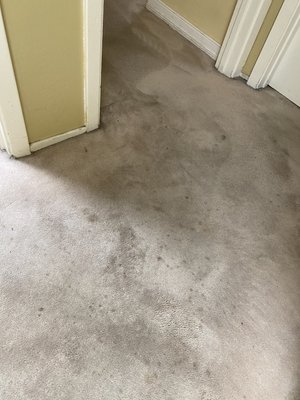 Spots and Spills - Random spots in the carpet are normal after years of use, that’s why we’re here to help with family friendly products that dry in a quarter of the time!