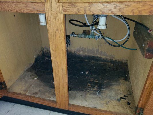 Mold Mitigation - Black mold develops in dark damp places. Check under your sink frequently for possible leaks. Mold Mitigation - Black mold develops in dark damp places. Check under your sink frequently for possible leaks.
