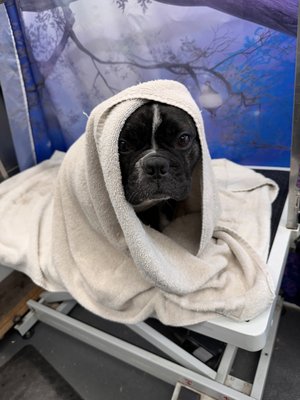 Chakra Alignment - Holistic Zen experience for dogs and cats! Chakra Alignment - Holistic Zen experience for dogs and cats!