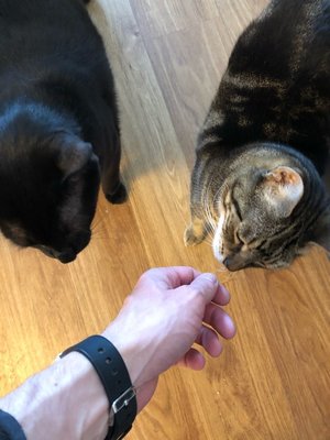 Cat Sitting Visits - We will visit your pets at your home up to 3 times a day, anywhere from 30 to 60 minutes per visit.
The length of the visits is based on the amount of tasks and number of pets you may have. Our sitters will replicate your pet's daily routine and make sure that they are happy and well taken care of.
Each visit includes feeding and cleaning of food and water bowls, scooping the litter box, administering medication (friendly pets only), cleaning of any pet messes, brushing and of course playing with them. Cat Sitting Visits - We will visit your pets at your home up to 3 times a day, anywhere from 30 to 60 minutes per visit.
The length of the visits is based on the amount of tasks and number of pets you may have. Our sitters will replicate your pet's daily routine and make sure that they are happy and well taken care of.
Each visit includes feeding and cleaning of food and water bowls, scooping the litter box, administering medication (friendly pets only), cleaning of any pet messes, brushing and of course playing with them.
