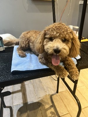 Coco is all clean and ready for the fall! - I received a message on Nextdoor from Coco’s mom and she was in need of a bath for him. We scheduled an appointment for the next day and everything worked out great. I pre-conditioned his hair before the bath, washed his hair with a sweet lavender shampoo and conditioner, blow dried his fur completely dry and applied leave in conditioner for those soft curls to last long. He also received a nail buff, ear and teeth clean. Can’t wait to see him again! Coco is all clean and ready for the fall! - I received a message on Nextdoor from Coco’s mom and she was in need of a bath for him. We scheduled an appointment for the next day and everything worked out great. I pre-conditioned his hair before the bath, washed his hair with a sweet lavender shampoo and conditioner, blow dried his fur completely dry and applied leave in conditioner for those soft curls to last long. He also received a nail buff, ear and teeth clean. Can’t wait to see him again!