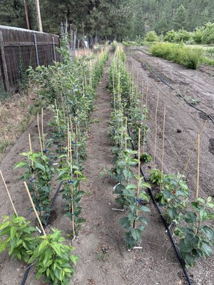 Apple tree nursery - At the farm we also propagate over 40 varieties of apples. See: www.adamsappletreenursery.com for more info. Apple tree nursery - At the farm we also propagate over 40 varieties of apples. See: www.adamsappletreenursery.com for more info.