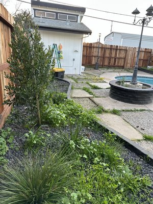 Weed pulling - Weed pulling for garden beds, we ensure to pull weeds by hand with weed killer included Weed pulling - Weed pulling for garden beds, we ensure to pull weeds by hand with weed killer included