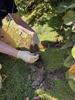Mole Removal - Laurel Canyon Blvd, Studio City 91604 - Sometimes when a mole or gopher is present in your property, it attracts predators like coyotes or smaller animals which often dig up & destroy your landscape while looking for the mole or gopher. When a situation like this occurs and your landscape suffers extreme damage, we not only remove the mole or gopher. We also try our best to restore the landscape back to its original state! Talk to a mole / gopher specialist - TXT / Call 805 657 2940 Mole Removal - Laurel Canyon Blvd, Studio City 91604 - Sometimes when a mole or gopher is present in your property, it attracts predators like coyotes or smaller animals which often dig up & destroy your landscape while looking for the mole or gopher. When a situation like this occurs and your landscape suffers extreme damage, we not only remove the mole or gopher. We also try our best to restore the landscape back to its original state! Talk to a mole / gopher specialist - TXT / Call 805 657 2940