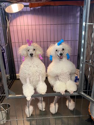 Show dogs - These are pictures of show dogs we groomed. These dogs successfully competed in many dog competitions. Show dogs - These are pictures of show dogs we groomed. These dogs successfully competed in many dog competitions.