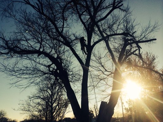Tree Services - The prevailing feature of your lawn and landscape is your trees. However, trees need as much care as other parts of your property. Make sure they're always well-maintained with the help of the pros at Mills Services. Tree Services - The prevailing feature of your lawn and landscape is your trees. However, trees need as much care as other parts of your property. Make sure they're always well-maintained with the help of the pros at Mills Services.