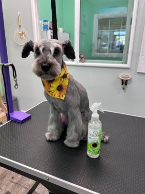 Mini Schnauzer Dematting - We only use the best products on your dog. Botaniqa Tangle Free Avocado Extract spray made this Mini Schnauzer's matted hair beautiful. Another happy client! Doggy Balboa Grooming Studio: 7207 Balboa Blvd, SFV 91406 #dogsofinstagram #doggybalboa #doggrooming #petgrooming #minischnauzer Mini Schnauzer Dematting - We only use the best products on your dog. Botaniqa Tangle Free Avocado Extract spray made this Mini Schnauzer's matted hair beautiful. Another happy client! Doggy Balboa Grooming Studio: 7207 Balboa Blvd, SFV 91406 #dogsofinstagram #doggybalboa #doggrooming #petgrooming #minischnauzer
