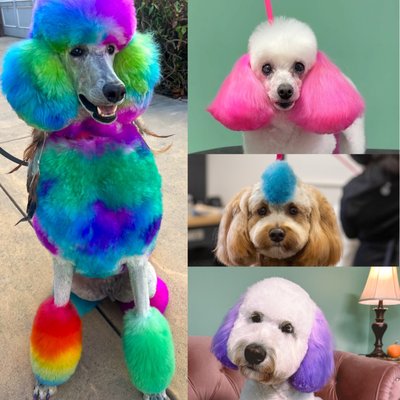 Creative Color Services! - With a Le Pawsh haircut, your pup will immediately stand out from the rest. Elevate that further with our pet-safe hair dye Addition to turn heads and make a bold impression. Available in temporary dye, permanent dye, and colored shampoo. Creative Color Services! - With a Le Pawsh haircut, your pup will immediately stand out from the rest. Elevate that further with our pet-safe hair dye Addition to turn heads and make a bold impression. Available in temporary dye, permanent dye, and colored shampoo.