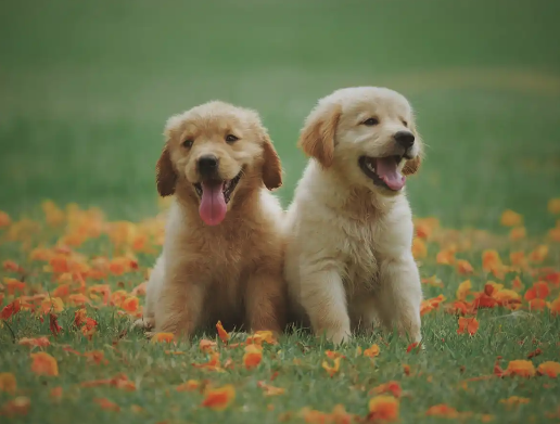 🐾 Pet Odor Rescue Mission: Odors Gone for Good! - We know pets are family, but sometimes accidents happen! Our Pet Odor Rescue Mission is dedicated to homes struggling with stubborn pet odors and stains. Using advanced removal methods, we don’t just cover up the smell—we eliminate odor-causing bacteria at the source, deep within the carpet fibers and even the padding below. Homeowners are relieved to finally have a solution that really works, with rooms smelling fresh and clean—no lingering “doggy” scent, and no harsh chemicals. Your pets stay happy and safe, and your guests will never know you had a problem! With our pet-safe processes, you can trust Pro Care to restore your home—and your peace of mind. 🐾 Pet Odor Rescue Mission: Odors Gone for Good! - We know pets are family, but sometimes accidents happen! Our Pet Odor Rescue Mission is dedicated to homes struggling with stubborn pet odors and stains. Using advanced removal methods, we don’t just cover up the smell—we eliminate odor-causing bacteria at the source, deep within the carpet fibers and even the padding below. Homeowners are relieved to finally have a solution that really works, with rooms smelling fresh and clean—no lingering “doggy” scent, and no harsh chemicals. Your pets stay happy and safe, and your guests will never know you had a problem! With our pet-safe processes, you can trust Pro Care to restore your home—and your peace of mind.