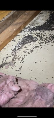 Batts infestation remediation. - This home located in Toms River NJ was infested with batts. We got the entire attic cleaned out vacuumed Sanitized air sealed and did extensive rodent proofing (sealing up the holes where the batts were entering) and then installed brand new insulation. We did all that in one day! Call now to see how we can help you! Batts infestation remediation. - This home located in Toms River NJ was infested with batts. We got the entire attic cleaned out vacuumed Sanitized air sealed and did extensive rodent proofing (sealing up the holes where the batts were entering) and then installed brand new insulation. We did all that in one day! Call now to see how we can help you!