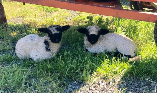 2022 Spring Valais Lambs - Meet our 2022 Spring Valais lambs! 2022 Spring Valais Lambs - Meet our 2022 Spring Valais lambs!