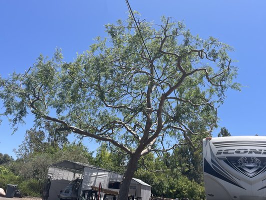 Chinese Elm Tree Trimming in Lakeside - Our team completed this Chinese Elm tree trimming in Lakeside, CA. We carefully removed excess growth to improve structure, enhance curb appeal, and support long-term tree health. Check out the before & after photos to see the results.