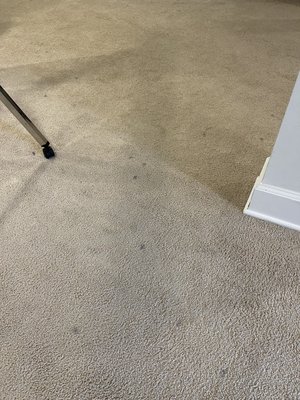 Basement Carpet Cleaning - This cleaning was done on a basement that had never had its carpet cleaned. We freshened this carpet up with our non-toxic deodorizer and removed ALL stains from the carpet. Basement Carpet Cleaning - This cleaning was done on a basement that had never had its carpet cleaned. We freshened this carpet up with our non-toxic deodorizer and removed ALL stains from the carpet.
