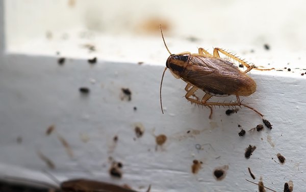 Roach Control - Complete roach inspection, treatment, and monitoring. Roaches may survive a nuclear blast... But they will not survive us!
Please call or text for a free quote:
Call: 916-682-2908
Text: 916-398-3426
. Roach Control - Complete roach inspection, treatment, and monitoring. Roaches may survive a nuclear blast... But they will not survive us!
Please call or text for a free quote:
Call: 916-682-2908
Text: 916-398-3426
.