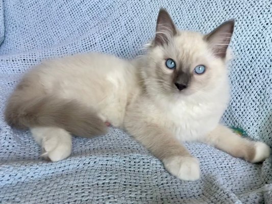 boys availability - Here are our sweet boys boys availability - Here are our sweet boys