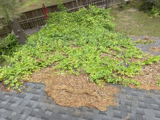 Roof and gutter cleaning - Roof and gutter cleaning. Roof and gutter cleaning - Roof and gutter cleaning.