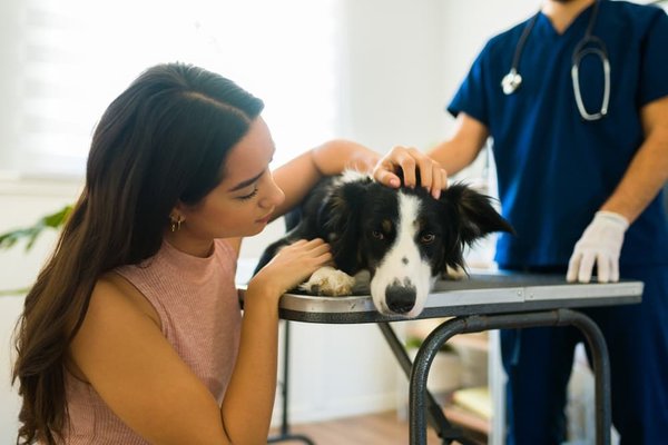 Mobile Pet Euthanasia Service - At home pet euthanasia service Mobile Pet Euthanasia Service - At home pet euthanasia service