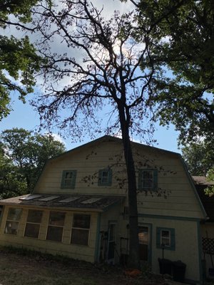 Greenhouse scare - Here we had a massive lean on a hazard tree that was bound to take a greenhouse addition. With proper rigging, cuts and safety measurements, everything went excellent.