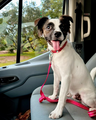 🌈 Rain or Shine, It's Running Time! 🏃♂️ - Weatherproof Workouts for Your Woof! Don't let bad weather rain on your pup's parade! Our mobile dog gym is your all-weather solution to keeping your dog active. With our climate-controlled van and indoor slat mills, your pooch can enjoy the perfect run, come rain or shine. Say goodbye to the weather blues and hello to consistent, year-round fitness for your dog!
🌦️ No weather interruptions
🚐 Fully equipped, climate-controlled gym
✨ Consistent exercise routine for your dog
Secure a spot in our mobile gym today and keep your dog's fitness on track, regardless of the weather! 🌈 Rain or Shine, It's Running Time! 🏃♂️ - Weatherproof Workouts for Your Woof! Don't let bad weather rain on your pup's parade! Our mobile dog gym is your all-weather solution to keeping your dog active. With our climate-controlled van and indoor slat mills, your pooch can enjoy the perfect run, come rain or shine. Say goodbye to the weather blues and hello to consistent, year-round fitness for your dog!
🌦️ No weather interruptions
🚐 Fully equipped, climate-controlled gym
✨ Consistent exercise routine for your dog
Secure a spot in our mobile gym today and keep your dog's fitness on track, regardless of the weather!