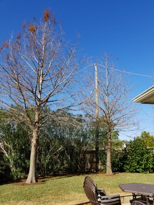 Bald Cypress Trees - Removal of three Cypress trees including stumps Bald Cypress Trees - Removal of three Cypress trees including stumps