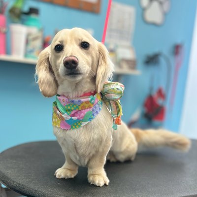 Small Dog Grooming - Experience our exceptional grooming services tailored for small breed dogs. From gentle baths and detailed brushing to precise trims and adorable cuts, our skilled groomers ensure every small dog looks and feels their best. Our work showcases the delicate care and attention to detail we provide, emphasizing our dedication to quality, comfort, and the unique needs of each breed. Trust us to give your little furry friend the professional grooming they deserve.
