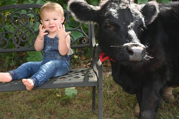 Baby Cow Theme - Baby cal theme at the farm. Baby Cow Theme - Baby cal theme at the farm.