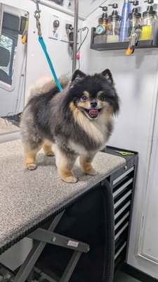 De-shed Pomeranian - This is Boomer, one of our regulars, he was experiences excess shedding and compacted coat. We used products and techniques that addressed his coat concerns, all while soothing his sensitive skin.