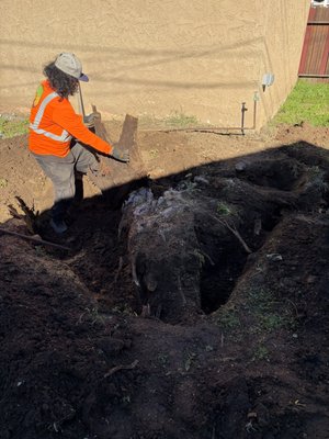 Tree Stump Removal - Tree stump removal is an important final step after a tree has been cut down. Leftover stumps can be unsightly, create safety hazards, attract pests, and interfere with landscaping or property use. Muro Tree Service provides professional tree stump removal services designed to restore the appearance, safety, and functionality of residential and commercial properties.

After a tree is removed, the remaining stump and root system can continue to cause problems if left untreated. Exposed stumps create tripping hazards in yards, walkways, and high-traffic areas. They can also attract termites, ants, beetles, and other pests that may spread to nearby trees or even structures. In addition, stumps can make mowing, landscaping, and property maintenance difficult. Professional stump removal eliminates these issues and allows property owners to fully reclaim their outdoor space.

Each stump removal project begins with an assessment of the stump’s size, location, root depth, and surrounding conditions. Factors such as proximity to buildings, underground utilities, fences, sidewalks, and irrigation systems are carefully considered. This evaluation ensures the safest and most effective removal method is used while minimizing disturbance to the surrounding landscape.

Stump grinding is the most common and efficient method of stump removal. Specialized equipment is used to grind the stump down below ground level, breaking the wood into small chips. This process removes the visible portion of the stump and major surface roots, allowing the area to be leveled and reused. Grinding below grade helps prevent regrowth and prepares the space for new landscaping, sod, planting, or construction.

Professional stump removal requires experience and proper equipment. Attempting to remove a stump without the right tools can be time-consuming, unsafe, and damaging to nearby property. Muro Tree Service uses industry-grade stump grinders and proven techniques to complete the job efficiently while protecting surrounding plants, hardscape, and structures. Work areas are secured, and debris is controlled throughout the process to ensure safety and cleanliness.

Stump removal is often necessary as part of landscape improvements or property upgrades. Whether planning to install new grass, plant trees, build patios, or expand outdoor living areas, removing stumps creates a clean and usable foundation. Eliminating old stumps also improves curb appeal and helps maintain a well-kept appearance for homes and commercial properties.

Safety is a priority on every stump removal project. Grinding equipment is operated with care, and protective measures are taken to prevent damage from flying debris. Attention is given to surrounding surfaces, including driveways, sidewalks, and nearby structures. Clear communication and efficient execution ensure the job is completed properly from start to finish.

Once the stump has been removed, all wood chips and debris are cleaned up or redistributed based on the property owner’s preference. The area can be backfilled, leveled, or prepared for future landscaping as needed. This thorough approach ensures the removal process is complete and the space is ready for its next use.

Choosing a professional stump removal service helps prevent future hazards, pest infestations, and landscape limitations. Leaving stumps untreated can lead to regrowth, decay, and long-term maintenance issues. With a focus on safety, efficiency, and quality results, Muro Tree Service delivers dependable stump removal solutions property owners can trust.

From single stump removal to multiple stumps across a property, Muro Tree Service provides reliable service that improves safety, enhances appearance, and restores full use of outdoor spaces.