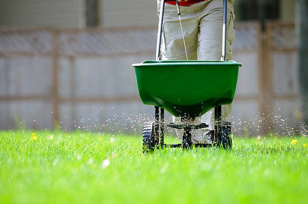Lawn Matienance, Trimming, Fertilizing - Lawn Maintenance
Lawn will be maintained every week. Cutting will start two weeks after the spring clean-up dependent upon climate. Approximately 29 cuts from April to the first week of November.
Fertilizing
Three applications per season using a granular mixture of fertilizer. First application takes place during the first two weeks of April. Second application is during the first two weeks of July. The third application takes place in the first two weeks of October.
Trimming
Two trimmings of tree limbs and bushed per season. Lawn Matienance, Trimming, Fertilizing - Lawn Maintenance
Lawn will be maintained every week. Cutting will start two weeks after the spring clean-up dependent upon climate. Approximately 29 cuts from April to the first week of November.
Fertilizing
Three applications per season using a granular mixture of fertilizer. First application takes place during the first two weeks of April. Second application is during the first two weeks of July. The third application takes place in the first two weeks of October.
Trimming
Two trimmings of tree limbs and bushed per season.