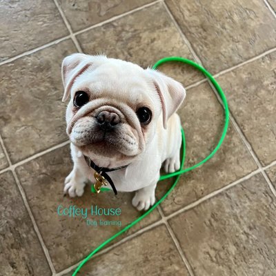 Puppy Training - This program is designed to help you get off on the right paw with
your new puppy. The sessions are customized to cover the areas of concern for you and happen in your own home. Puppy training lessons address some of the most frustrating and challenging issues with new
puppies. We will cover things such as potty training, crate training, proper socialization, home manners and so much more! Puppy Training - This program is designed to help you get off on the right paw with
your new puppy. The sessions are customized to cover the areas of concern for you and happen in your own home. Puppy training lessons address some of the most frustrating and challenging issues with new
puppies. We will cover things such as potty training, crate training, proper socialization, home manners and so much more!