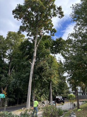 80' white oak - This tree was on the corner of 2 street with wires going in both directions, a mulch bed across the driveway, and the sign for the street on the other side so most of the limbs needed to be roped down very carefully. 80' white oak - This tree was on the corner of 2 street with wires going in both directions, a mulch bed across the driveway, and the sign for the street on the other side so most of the limbs needed to be roped down very carefully.
