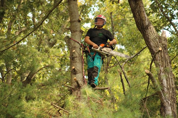 Crane & Flyer Services - Crane and flyer services play a big role in the world of tree care! Cranes make hard to reach trees easily accessible, and aid in providing a faster tree removal experience. Using a crane and flyer also helps control debris production as it allows the crew to remove whole pieces of the tree, at once rather than breaking a tree down piece by piece. Crane & Flyer Services - Crane and flyer services play a big role in the world of tree care! Cranes make hard to reach trees easily accessible, and aid in providing a faster tree removal experience. Using a crane and flyer also helps control debris production as it allows the crew to remove whole pieces of the tree, at once rather than breaking a tree down piece by piece.
