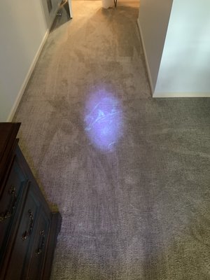 Great Dane Slobber Removal Carpet Cleaning - This was a cleaning of a customer in Arlington Heights who needed their beautiful carpets cleaned of all the Great Dane slobber.