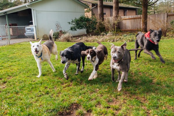 We can help you, don't loose hope - They call me Eugene's Dog Whisperer We can help you, don't loose hope - They call me Eugene's Dog Whisperer