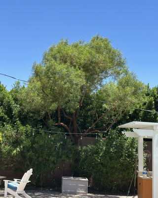 Tree and Bush Shaping with Full Cleanup - For this backyard project, we focused on reshaping the center tree and trimming the two surrounding bushes to create a cleaner, more open look.
We started by thinning the canopy of the tree, removing excess interior growth and lifting lower branches to improve airflow and allow more light into the yard. The goal was to maintain the tree’s natural shape while giving it a more balanced, structured appearance.
Next, we trimmed and shaped the two medium bushes along the wall, reducing overgrowth and creating clean lines so they no longer crowded the space. Selective cuts were made to encourage healthier growth and a more uniform look.
Once trimming was complete, all debris was gathered, hauled away, and the patio area was cleared to leave the space neat and ready to enjoy.
The final result is a lighter, more open backyard with improved structure and a polished finish. Tree and Bush Shaping with Full Cleanup - For this backyard project, we focused on reshaping the center tree and trimming the two surrounding bushes to create a cleaner, more open look.
We started by thinning the canopy of the tree, removing excess interior growth and lifting lower branches to improve airflow and allow more light into the yard. The goal was to maintain the tree’s natural shape while giving it a more balanced, structured appearance.
Next, we trimmed and shaped the two medium bushes along the wall, reducing overgrowth and creating clean lines so they no longer crowded the space. Selective cuts were made to encourage healthier growth and a more uniform look.
Once trimming was complete, all debris was gathered, hauled away, and the patio area was cleared to leave the space neat and ready to enjoy.
The final result is a lighter, more open backyard with improved structure and a polished finish.