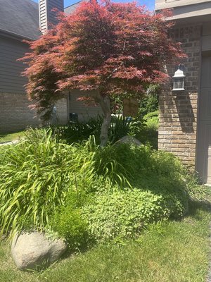 Beautiful house transformation - We transformed an old, overgrown house full of weeds, overgrown bushes, and messy landscaping into a clean, beautiful home with amazing curb appeal. By removing unwanted weeds and trimming back thick bushes, we completely opened up the property and gave it a fresh new look. The yard was cleaned, shaped, and detailed to make the house stand out and look welcoming again. What was once an overgrown property is now a neat, polished, and beautiful home that the owners can be proud of. Beautiful house transformation - We transformed an old, overgrown house full of weeds, overgrown bushes, and messy landscaping into a clean, beautiful home with amazing curb appeal. By removing unwanted weeds and trimming back thick bushes, we completely opened up the property and gave it a fresh new look. The yard was cleaned, shaped, and detailed to make the house stand out and look welcoming again. What was once an overgrown property is now a neat, polished, and beautiful home that the owners can be proud of.