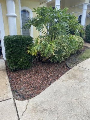 Hedge/Small Tree Trimming Job - This client requested to have their landscape trimmed and cleaned up. This job consisted up trimming a few hedges and cutting dead branches off a variety of small trees. Hedge/Small Tree Trimming Job - This client requested to have their landscape trimmed and cleaned up. This job consisted up trimming a few hedges and cutting dead branches off a variety of small trees.